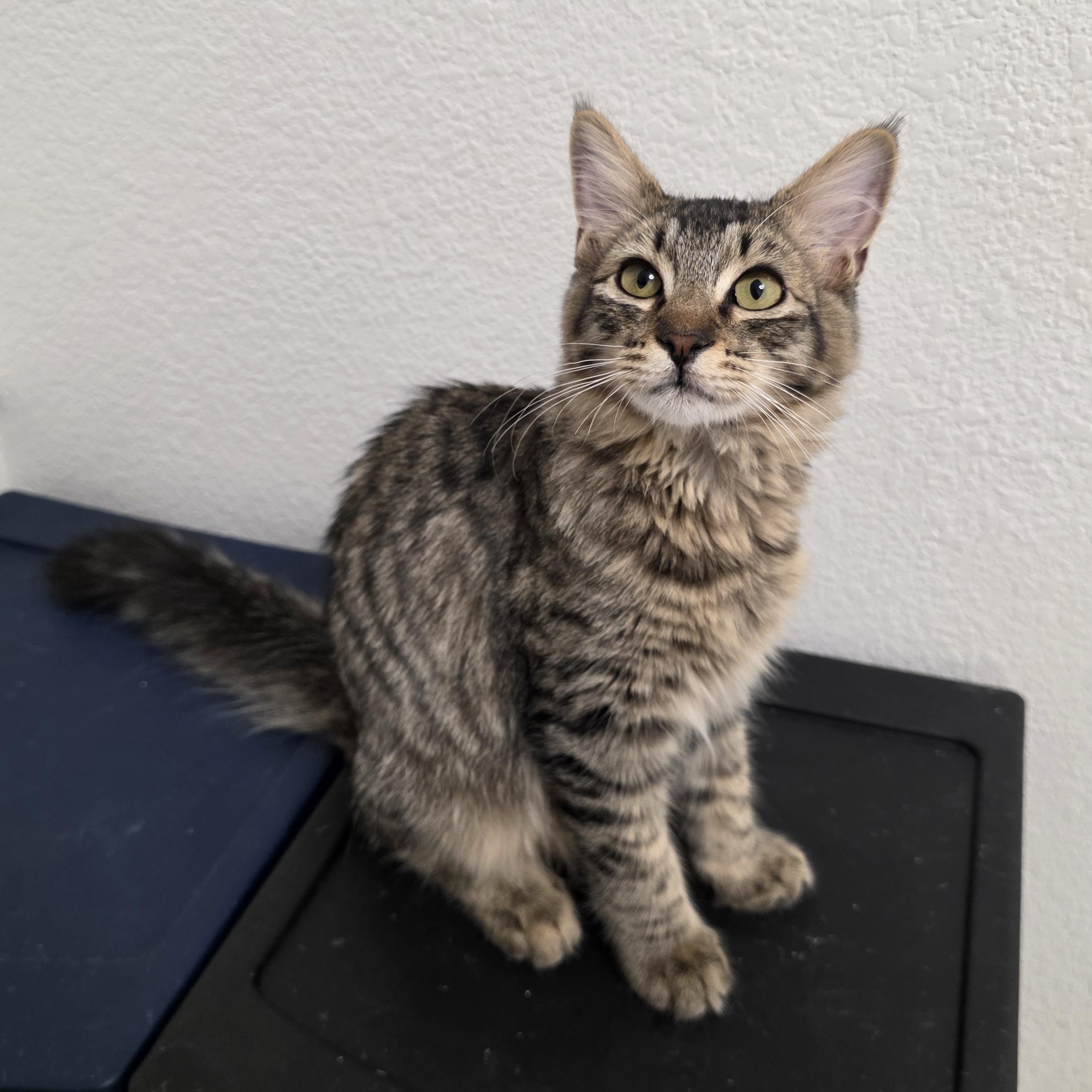 Enlarge Merrick, a Adopted Domestic Long Hair in Litchfield Park, AZ image 2/3
