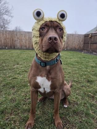 Enlarge Gabby, a Adoptable Mixed Breed in Walla Walla, WA image 1/3