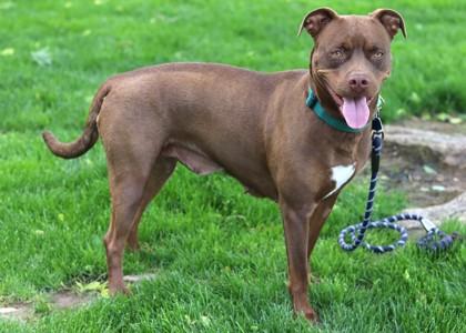 Enlarge Gabby, a Adoptable Mixed Breed in Walla Walla, WA image 1/3