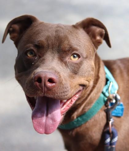 Enlarge Gabby, a Adoptable Mixed Breed in Walla Walla, WA image 2/3