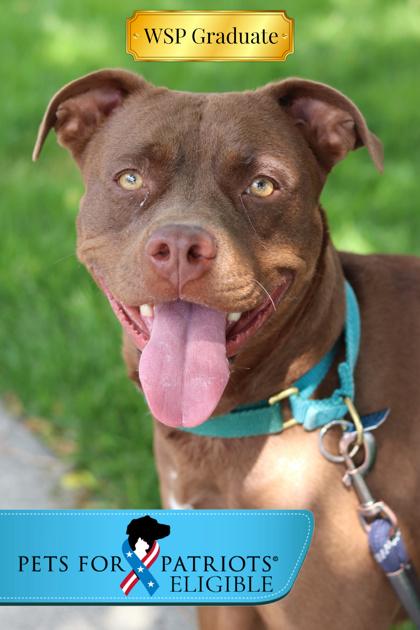 Enlarge Gabby, a Adoptable Mixed Breed in Walla Walla, WA image 3/3