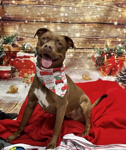 Enlarge Gabby, a Adoptable Mixed Breed in Walla Walla, WA image 3/3