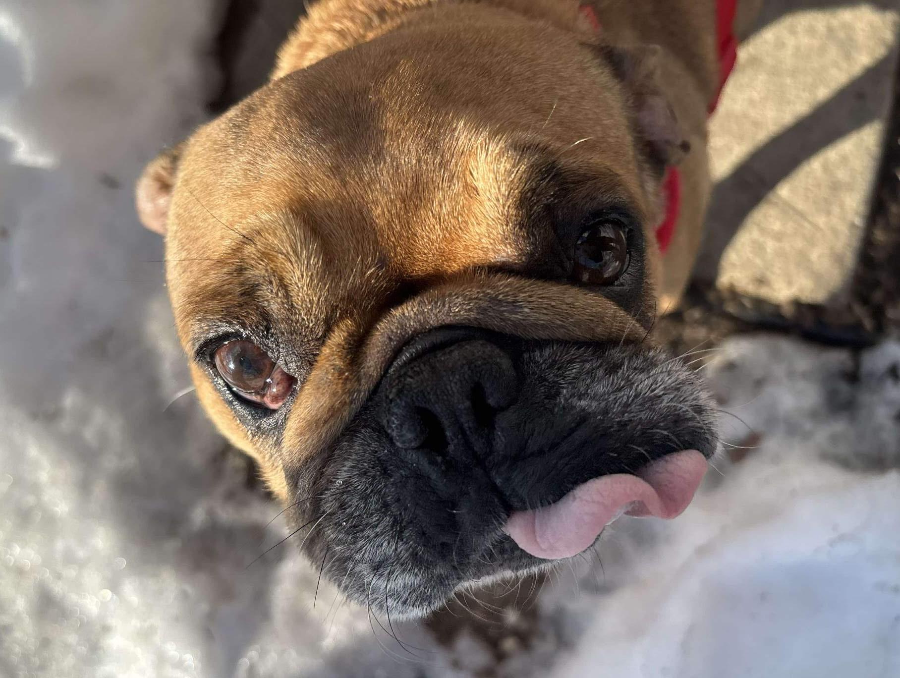 Enlarge Miss Muffet, an adoptable mixed breed in Severn, MD image 6/6