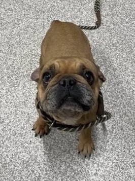 Enlarge Miss Muffet, an adoptable mixed breed in Severn, MD image 5/6