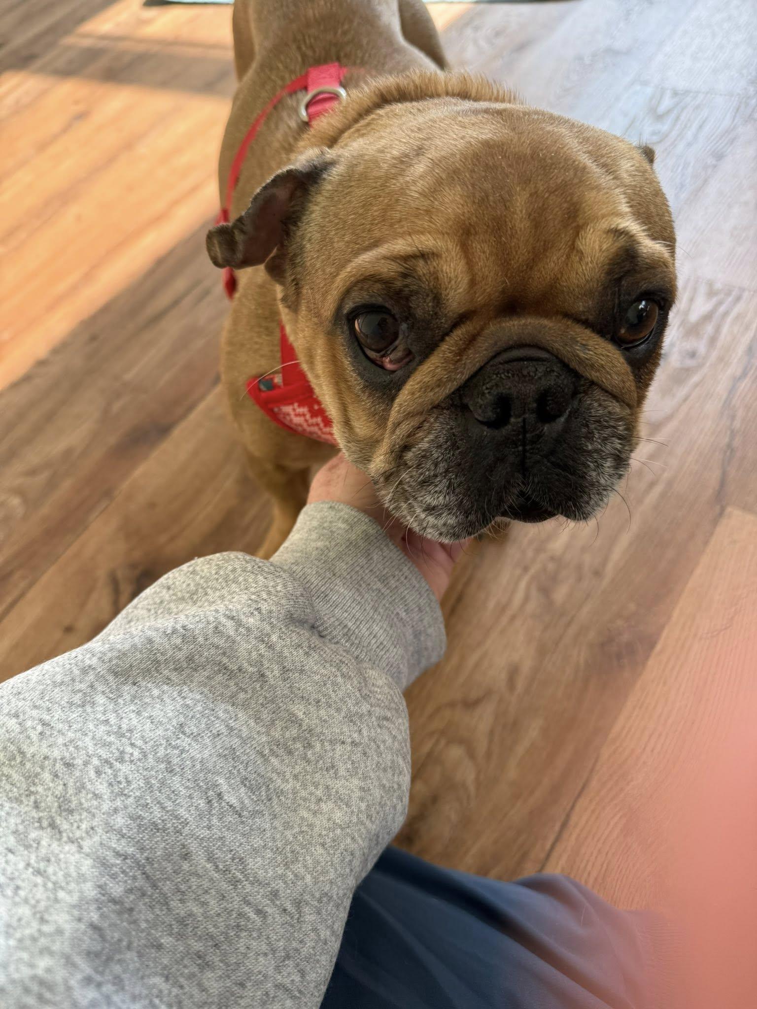 Enlarge Miss Muffet, an adoptable mixed breed in Severn, MD image 3/6