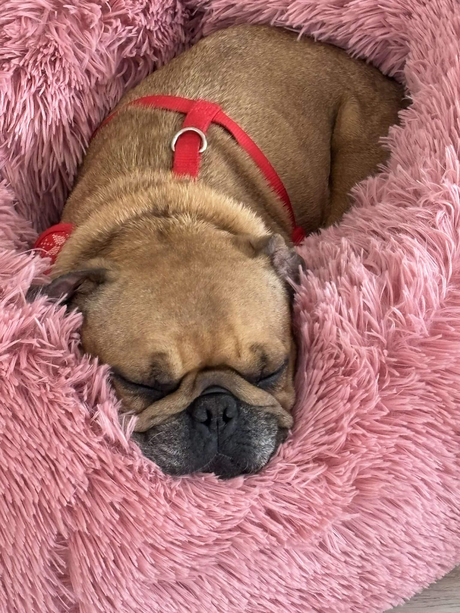 Miss Muffet, adoptable, Adult Female French Bulldog.