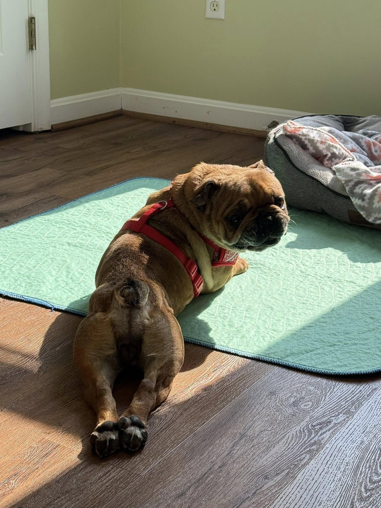 Enlarge Miss Muffet, an adoptable mixed breed in Severn, MD image 4/6