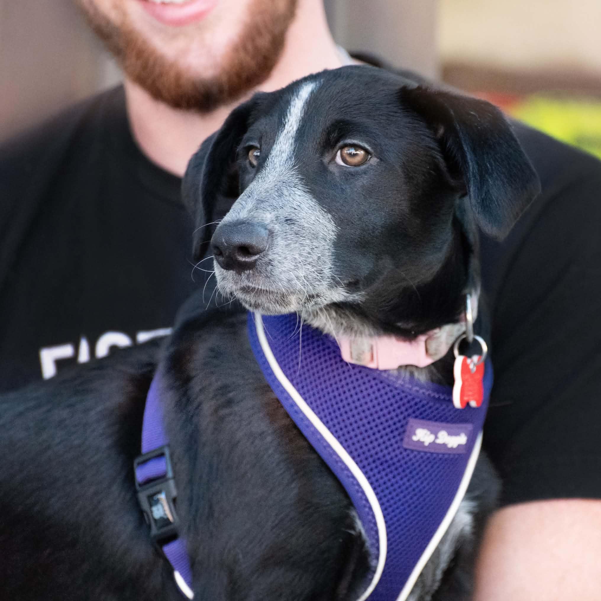 Enlarge Rosie, a Adoptable mixed breed in Boulder, CO image 6/6
