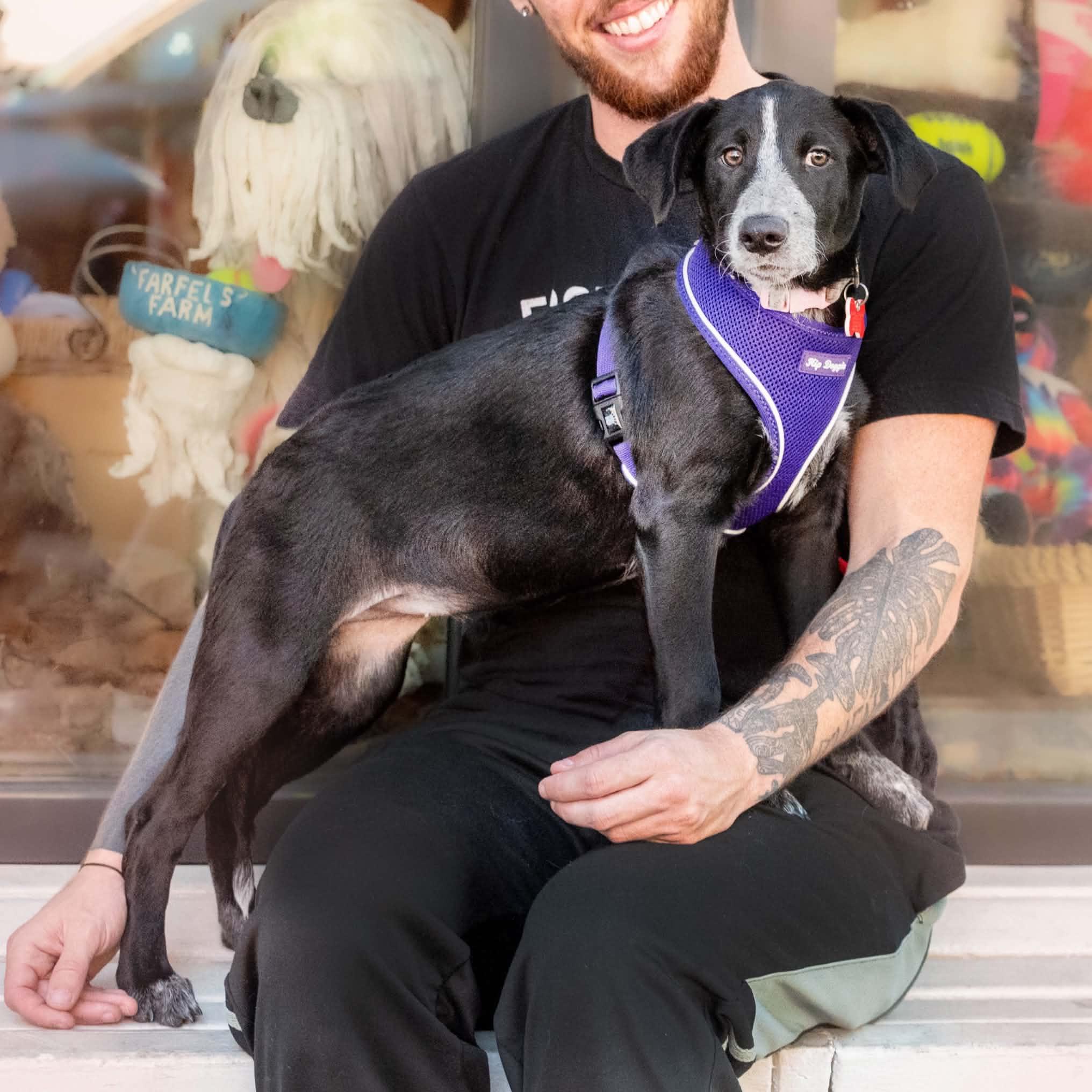Enlarge Rosie, a Adoptable mixed breed in Boulder, CO image 5/6