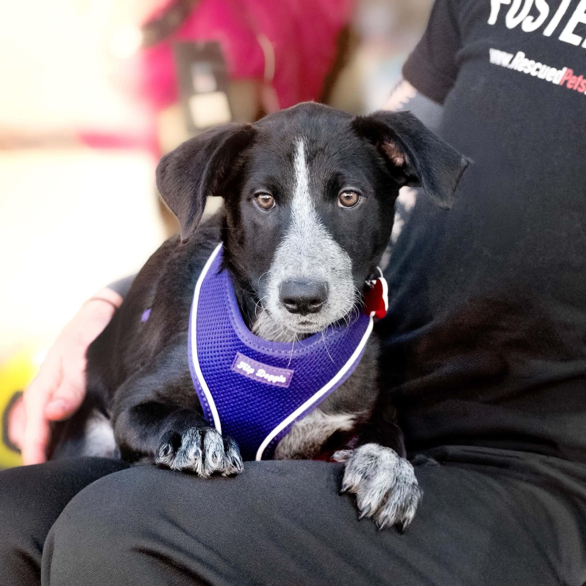 Enlarge Rosie, a Adoptable mixed breed in Boulder, CO image 3/6