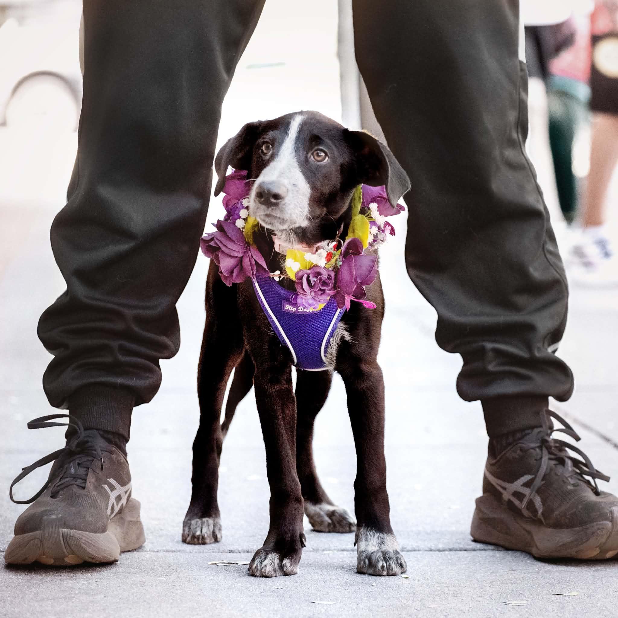Enlarge Rosie, a Adoptable mixed breed in Boulder, CO image 4/6