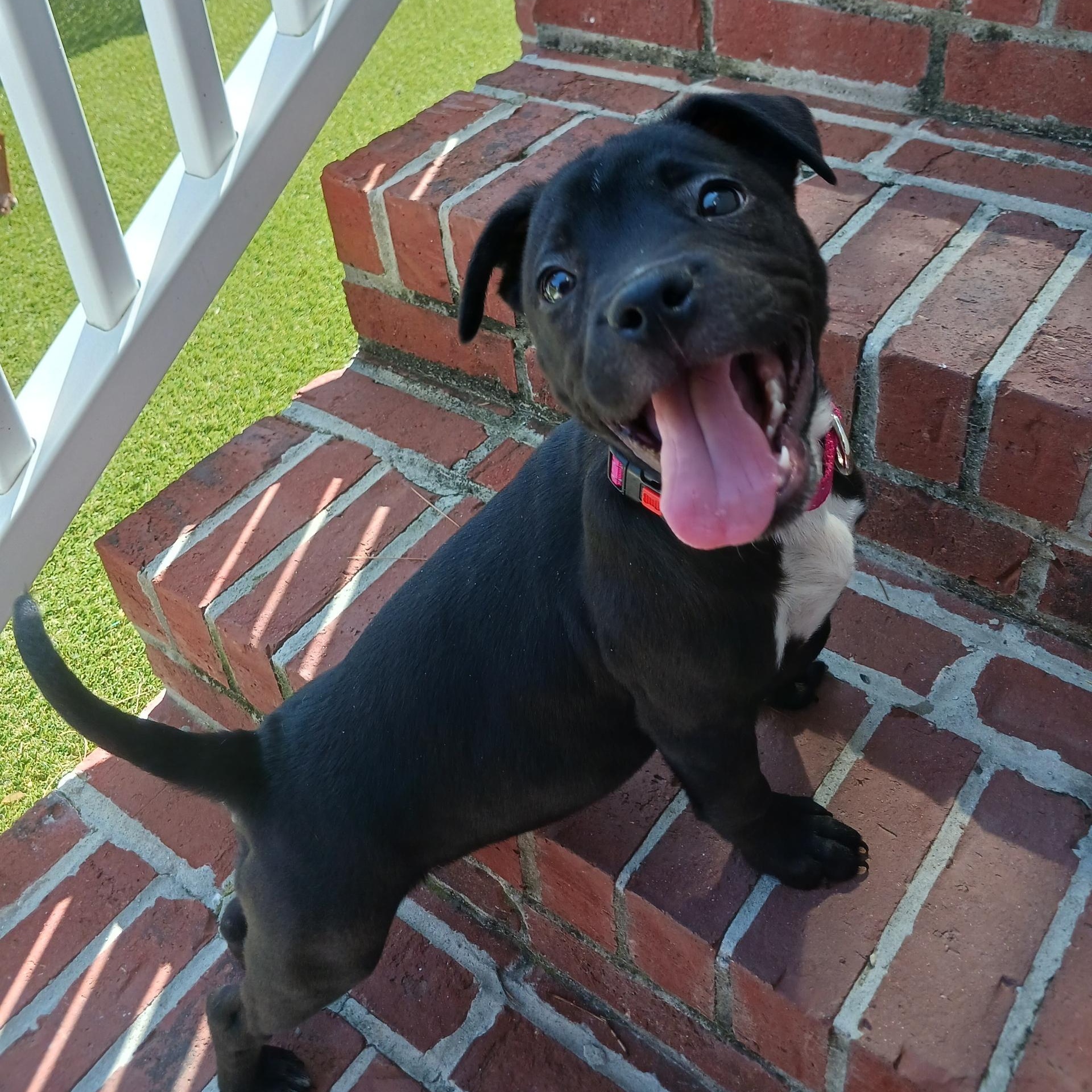 Enlarge Petunia, a ADOPTABLE Mixed Breed in Calabash, NC image 2/2