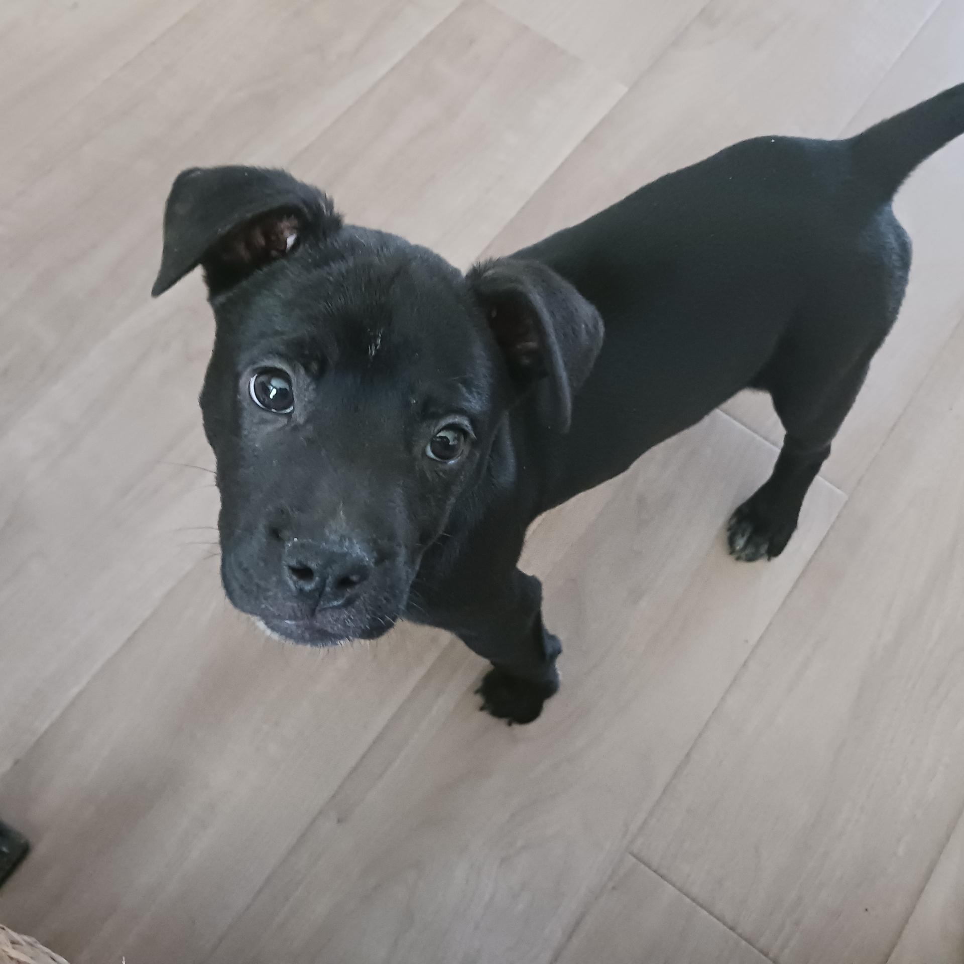 Petunia, ADOPTABLE, Young Female Mixed Breed.