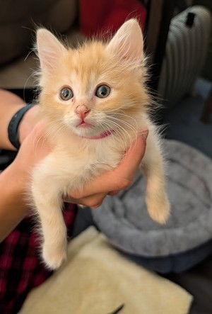 Enlarge Lily, a Adopted Domestic Medium Hair in Fremont, CA image 1/1