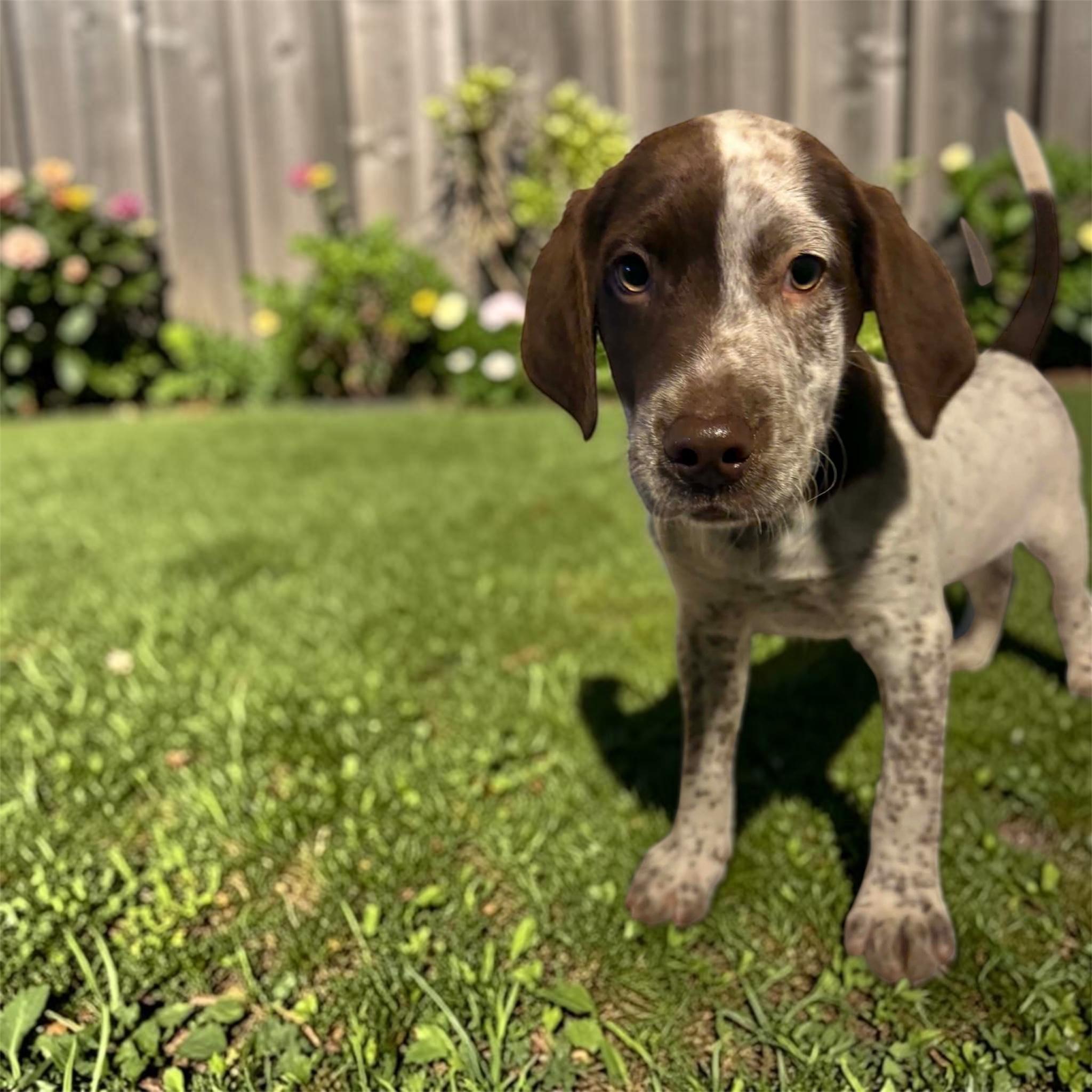 Pokey, ADOPTABLE, Puppy Male English Pointer & Chocolate Labrador Retriever.