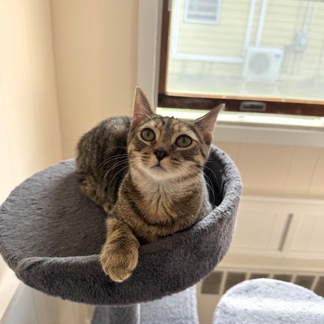 Freya, a Adoptable mixed breed in Moriches, NY image 3/3