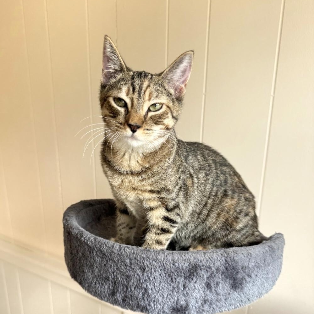 Freya, Adoptable, Kitten Female Torbie & Domestic Short Hair.