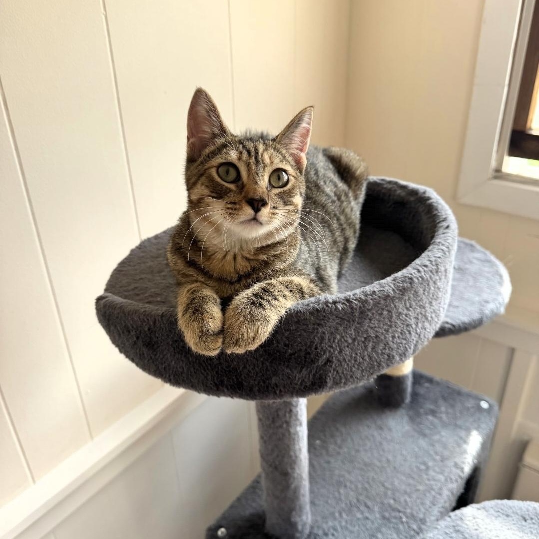 Freya, a Adoptable mixed breed in Moriches, NY image 2/3