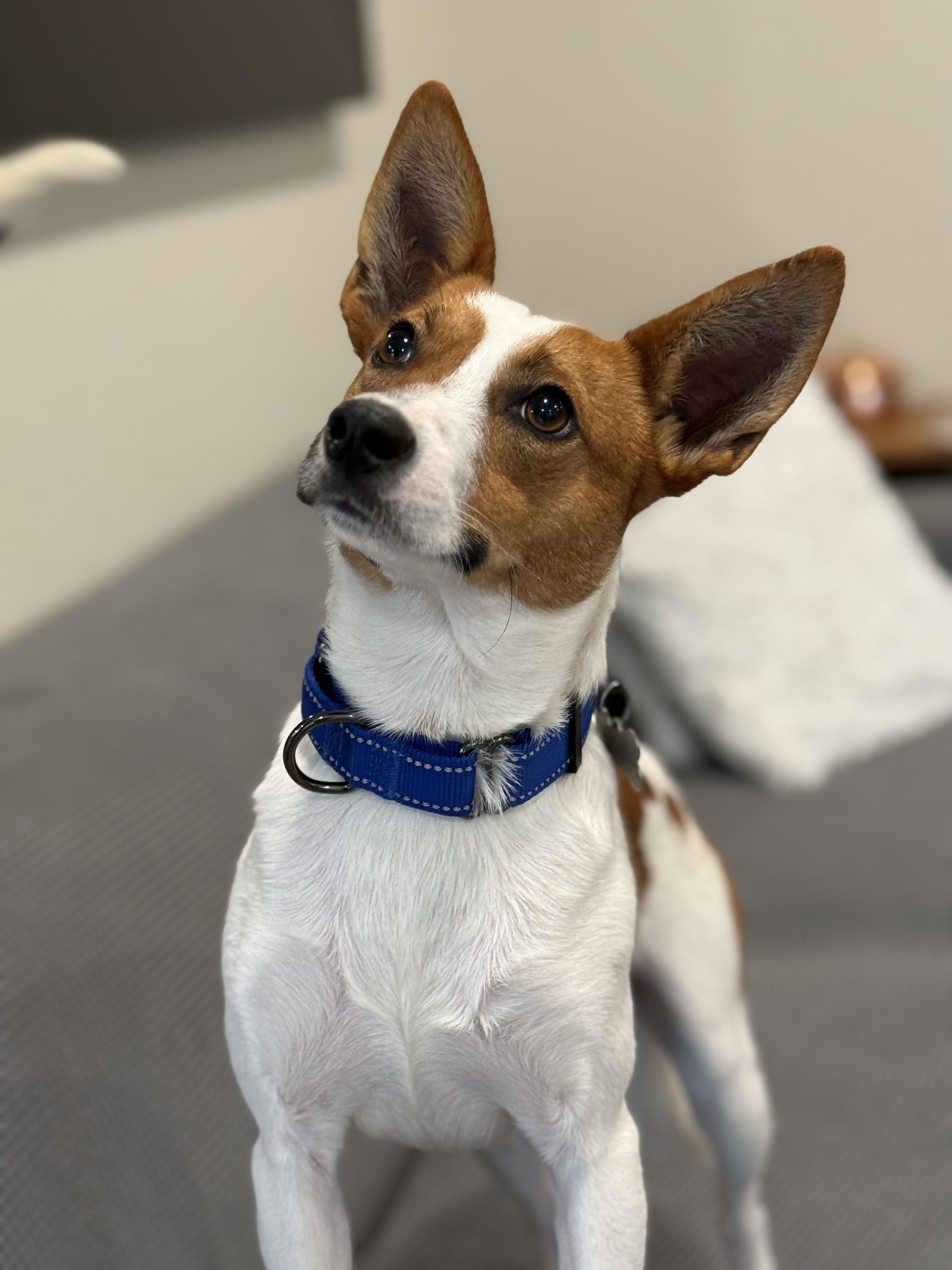 Enlarge Benny Boy, a Adoptable mixed breed in Twin Falls, ID image 2/6
