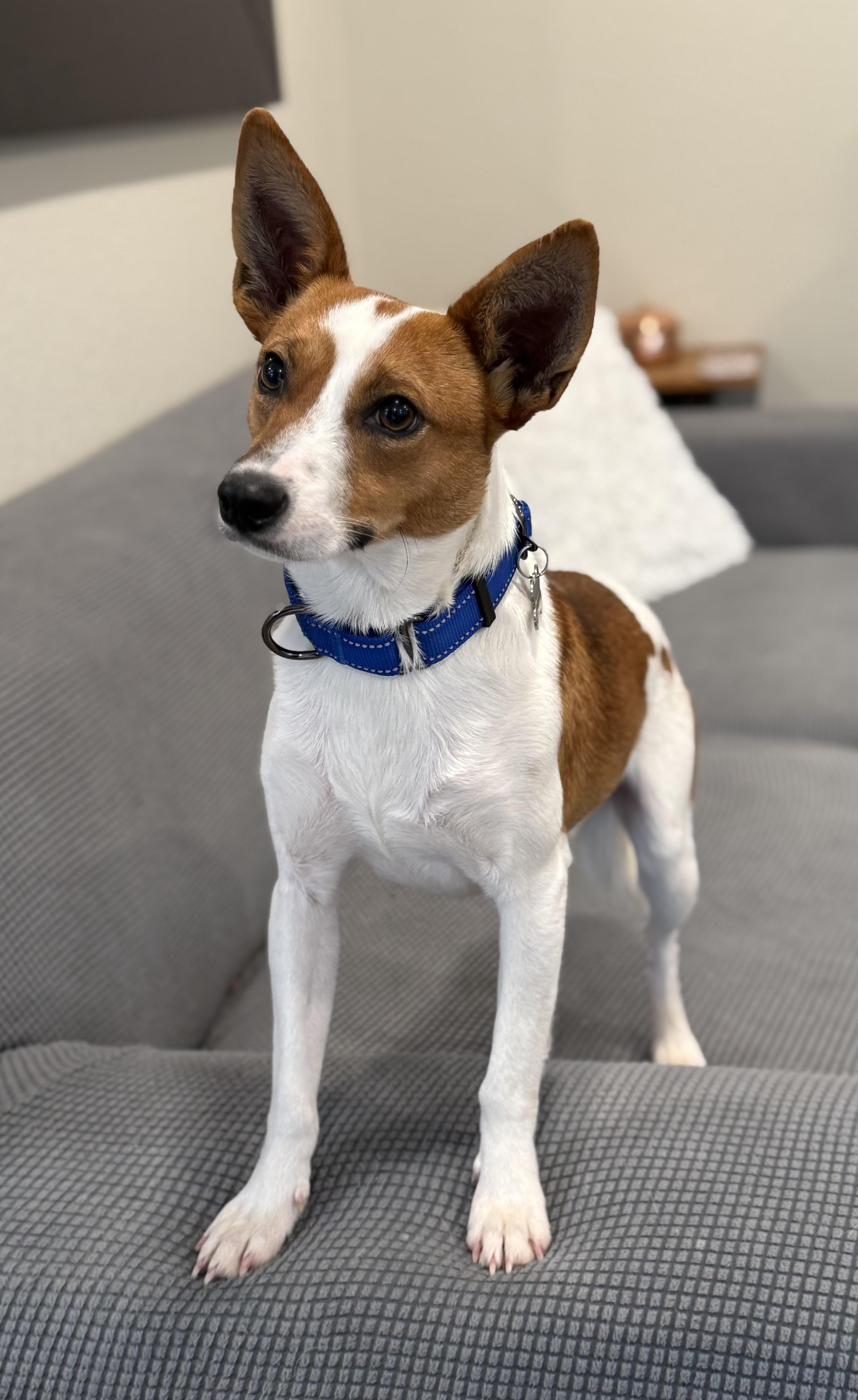 Enlarge Benny Boy, a Adoptable mixed breed in Twin Falls, ID image 3/6