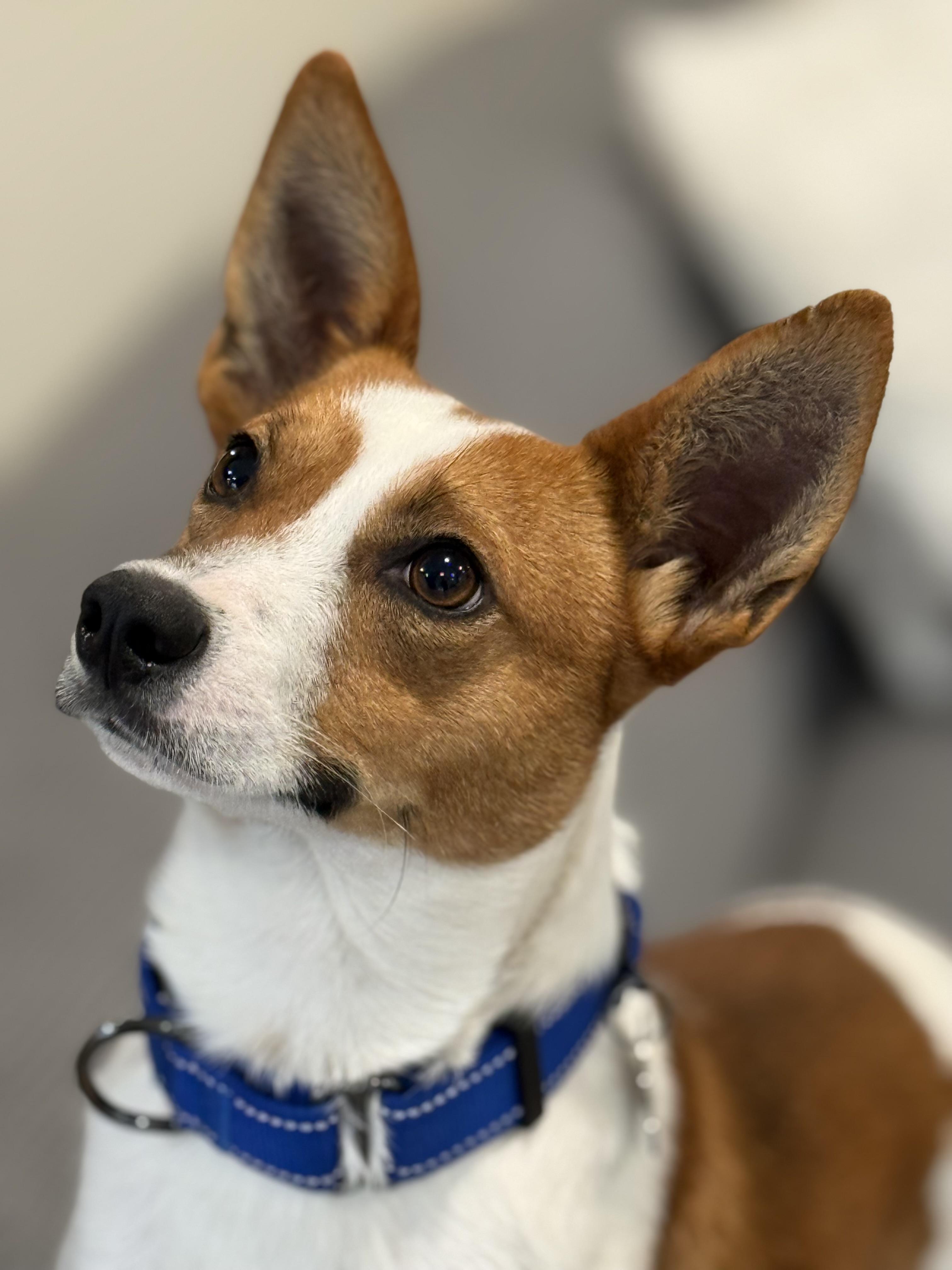 Enlarge Benny Boy, a Adoptable mixed breed in Twin Falls, ID image 4/6