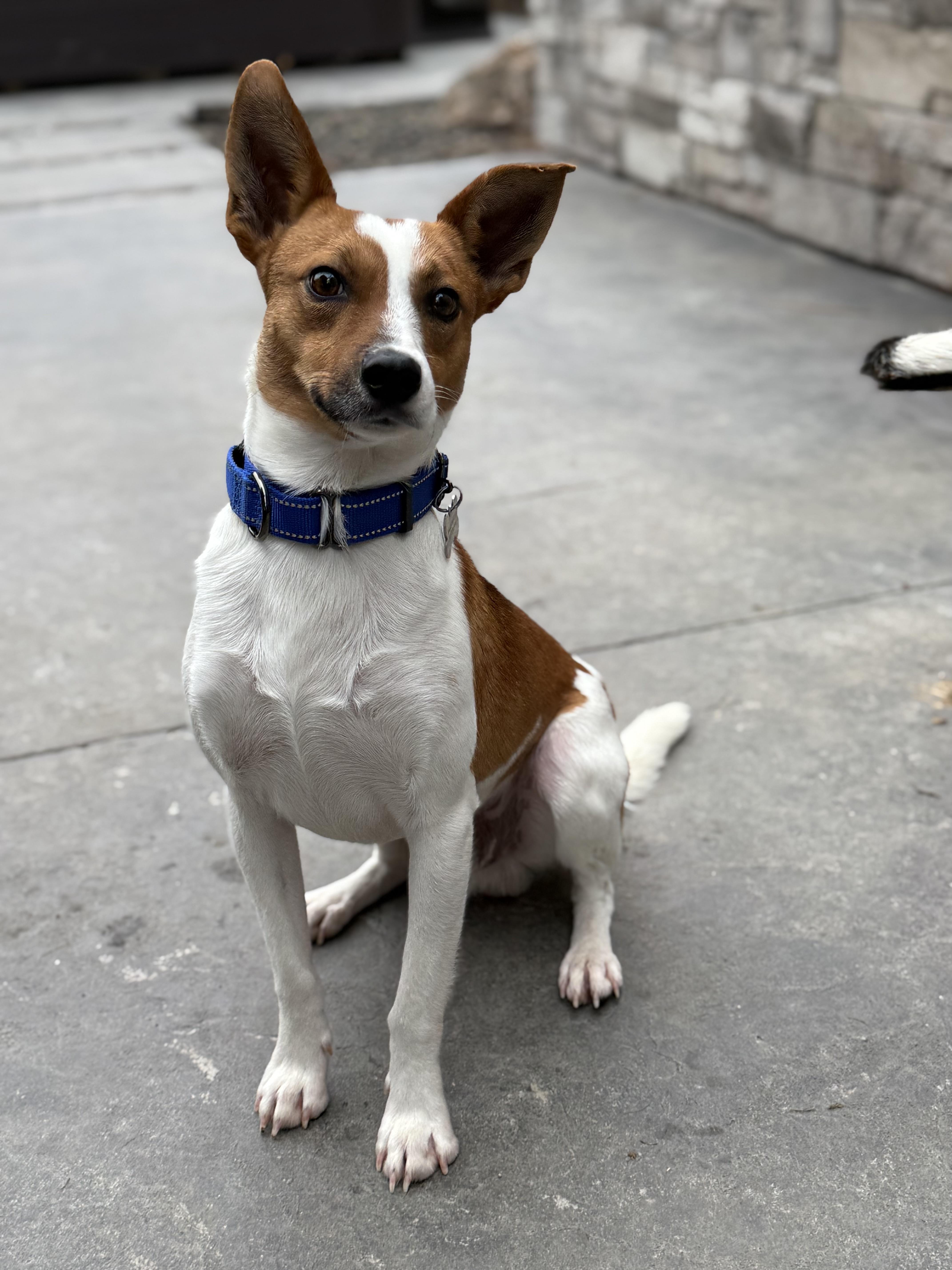 Enlarge Benny Boy, a Adoptable mixed breed in Twin Falls, ID image 5/6