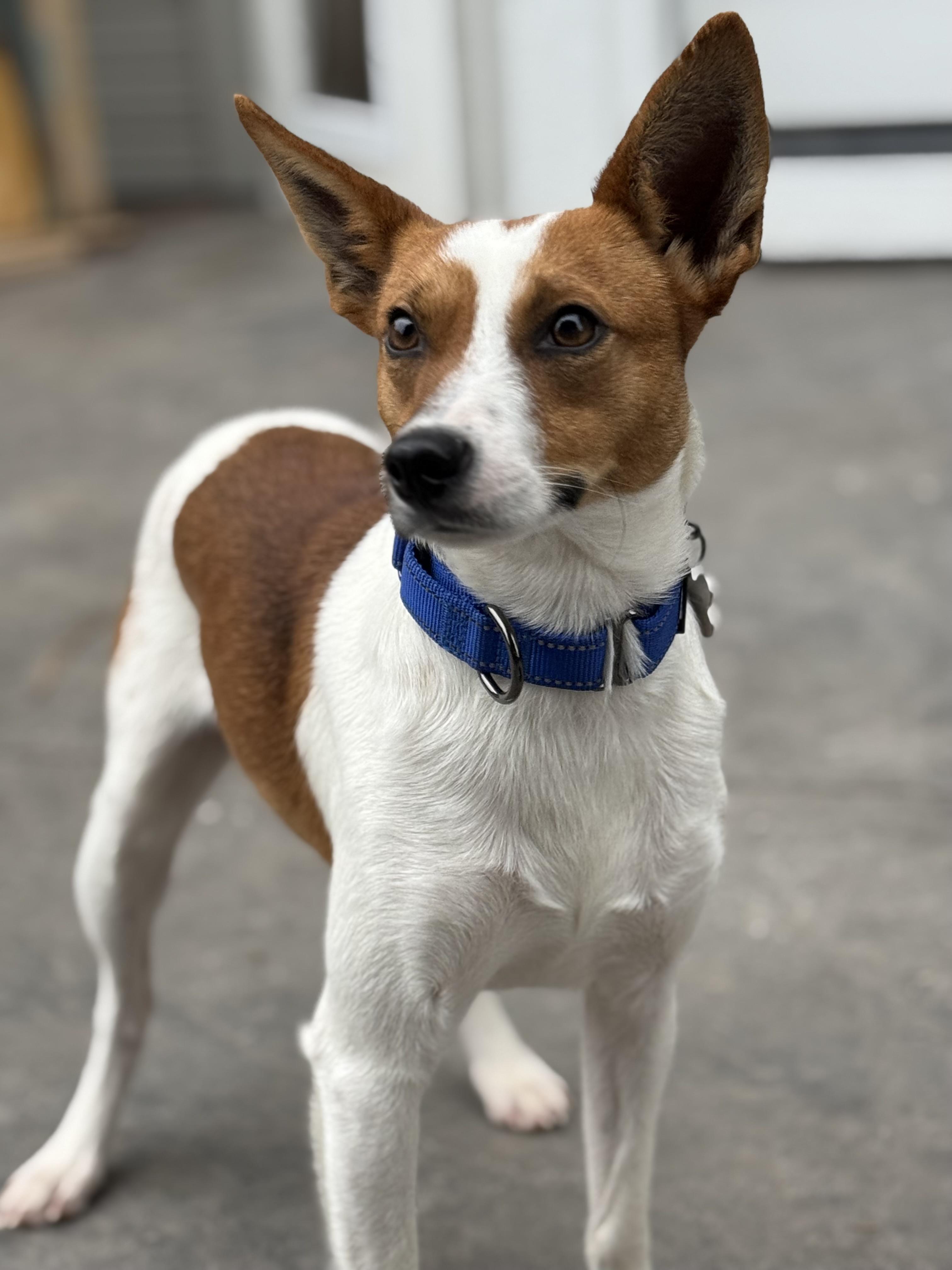 Enlarge Benny Boy, a Adoptable mixed breed in Twin Falls, ID image 6/6