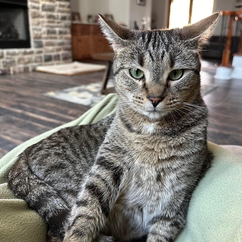 Violet, a Adoptable Tabby in Marion, NC image 2/5