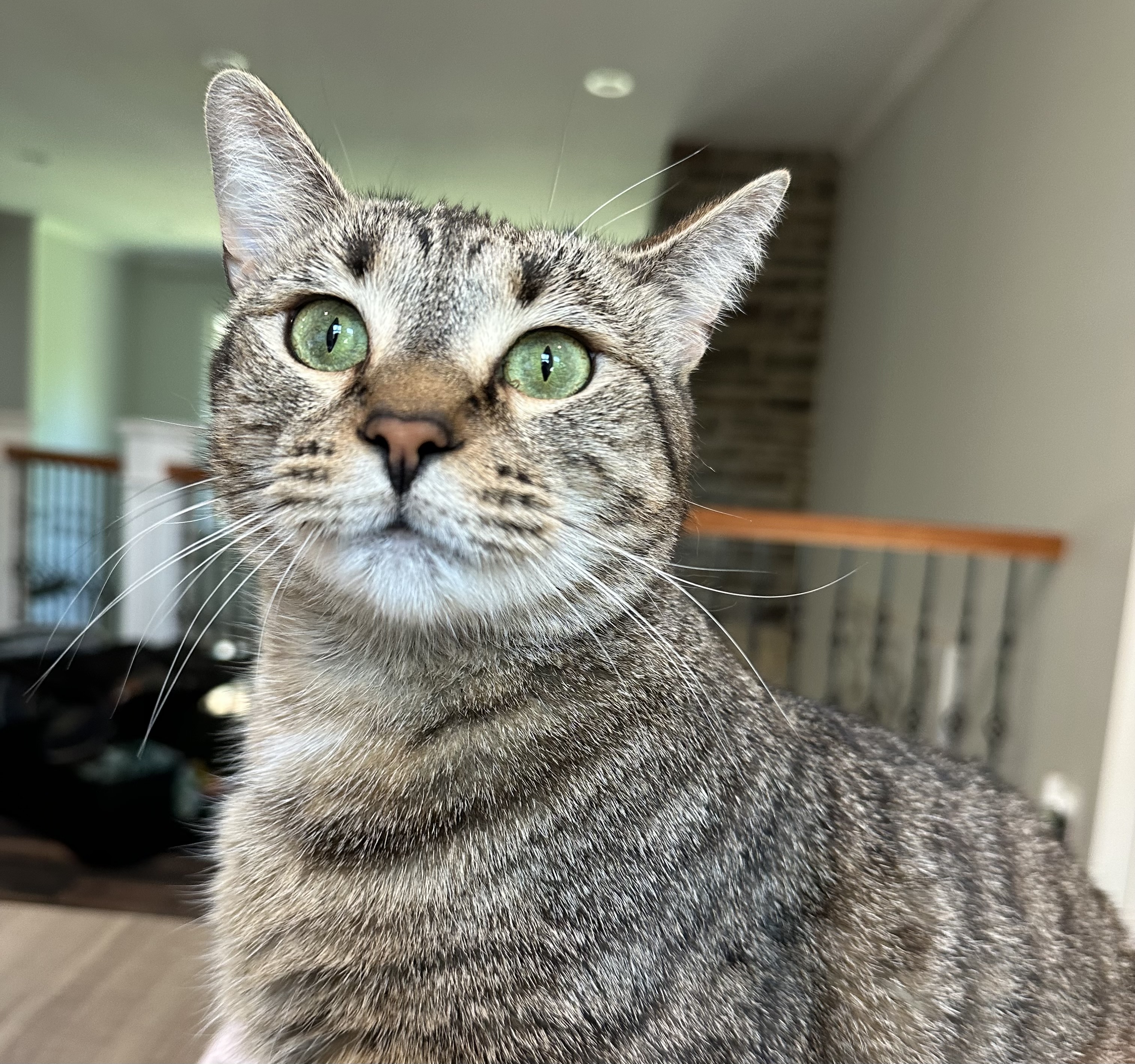 Violet, a Adoptable Tabby in Marion, NC image 1/5