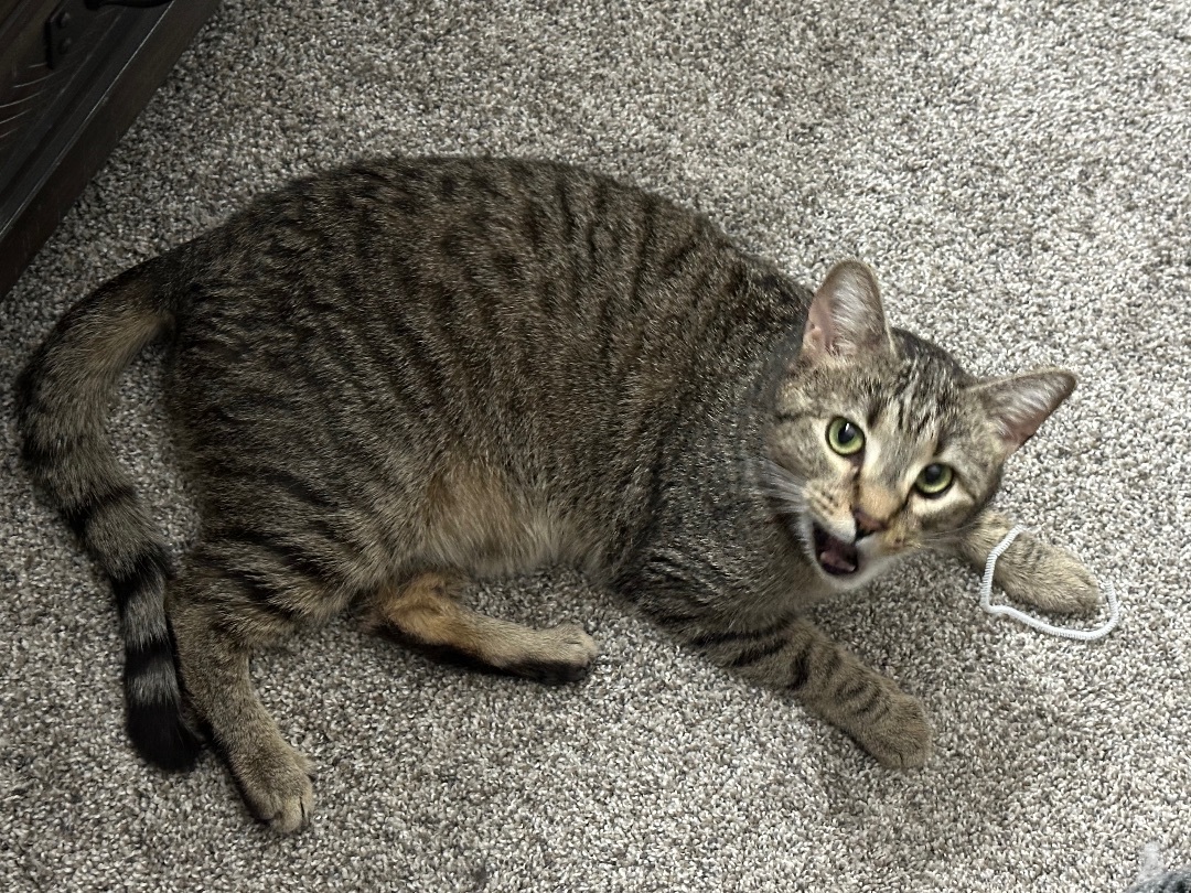 Violet, a Adoptable Tabby in Marion, NC image 3/5