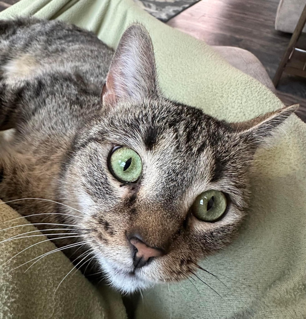 Violet, a Adoptable Tabby in Marion, NC image 4/5