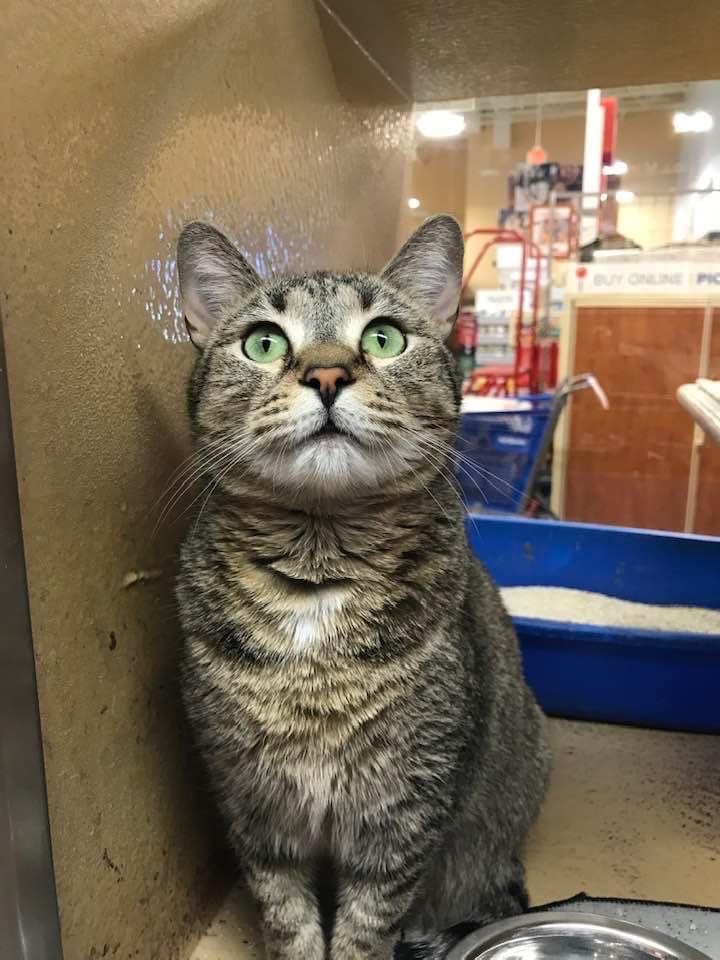 Violet, a Adoptable Tabby in Marion, NC image 5/5