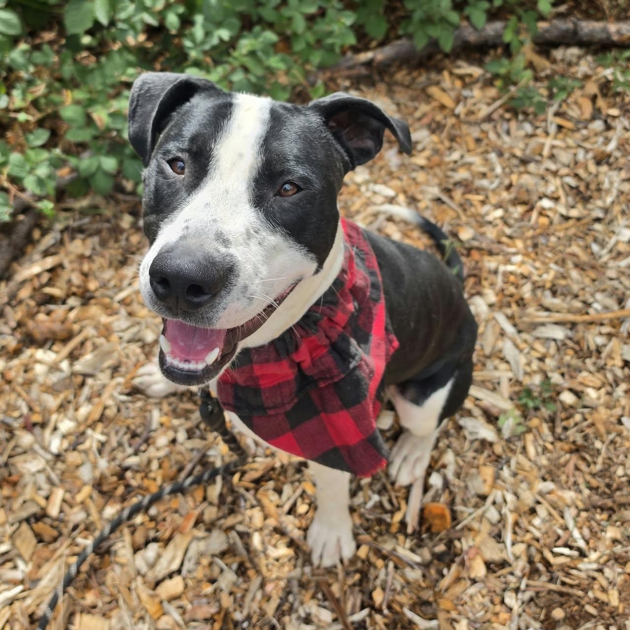 Enlarge Boogie, a Adoptable mixed breed in Grants Pass, OR image 1/6