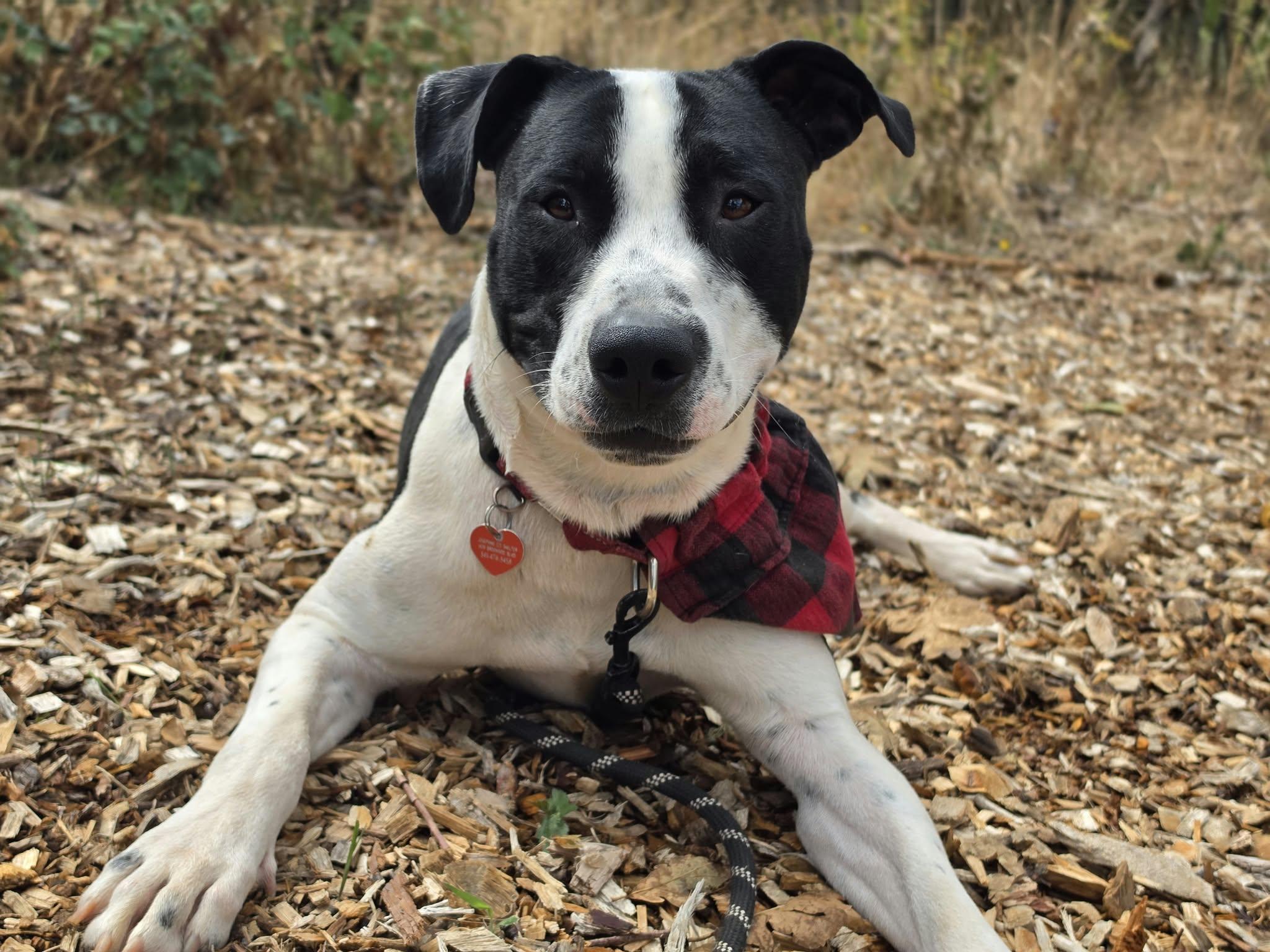 Enlarge Boogie, a Adoptable mixed breed in Grants Pass, OR image 6/6