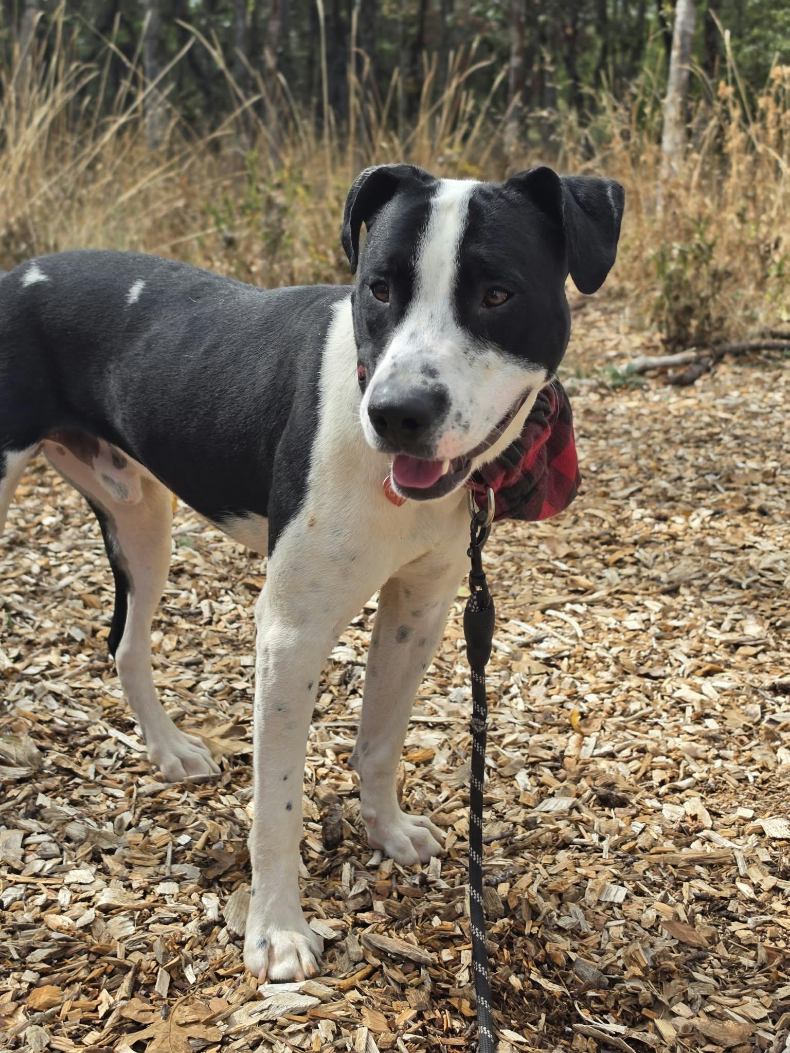 Enlarge Boogie, a Adoptable mixed breed in Grants Pass, OR image 4/6