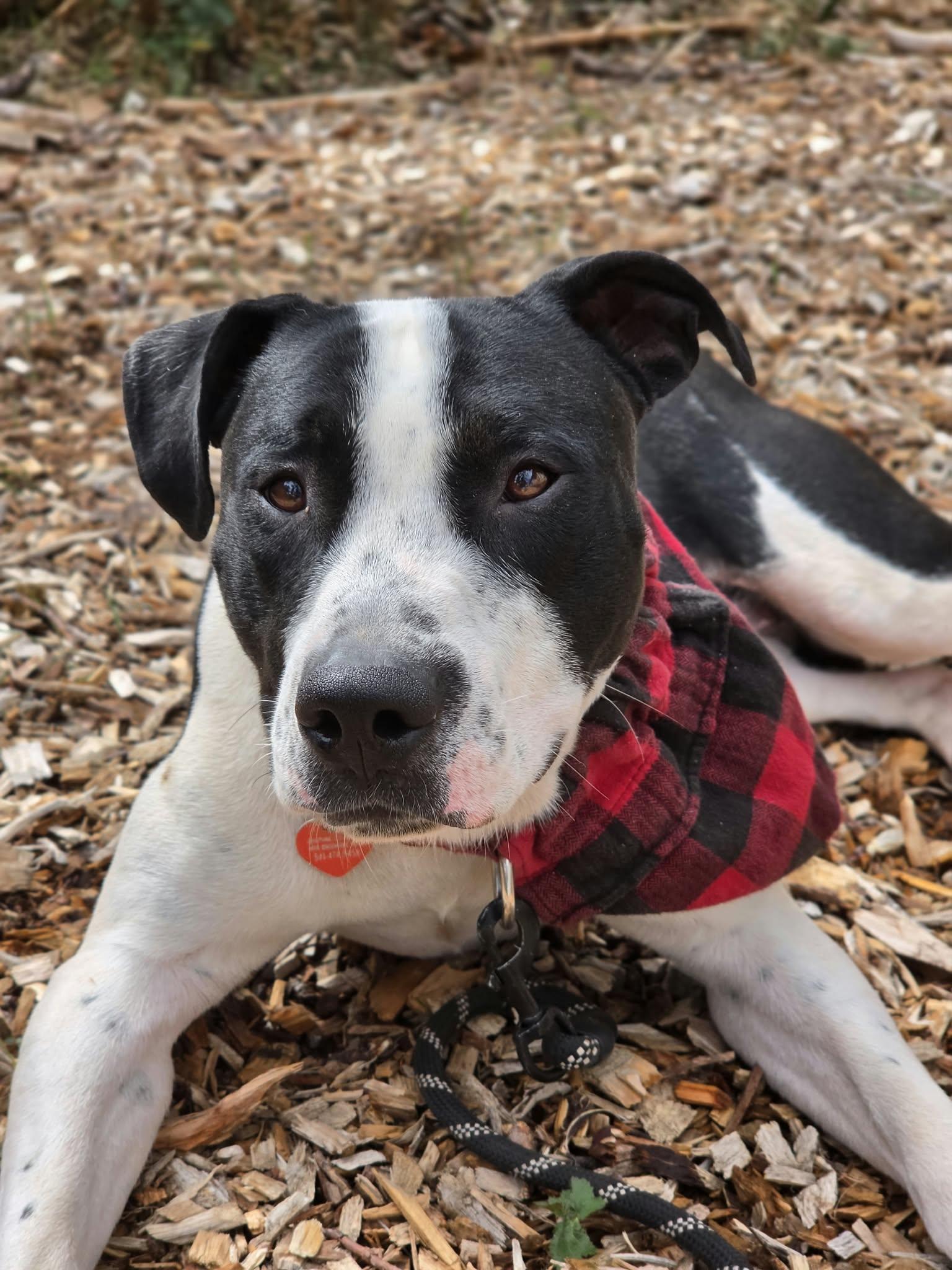 Enlarge Boogie, a Adoptable mixed breed in Grants Pass, OR image 2/6