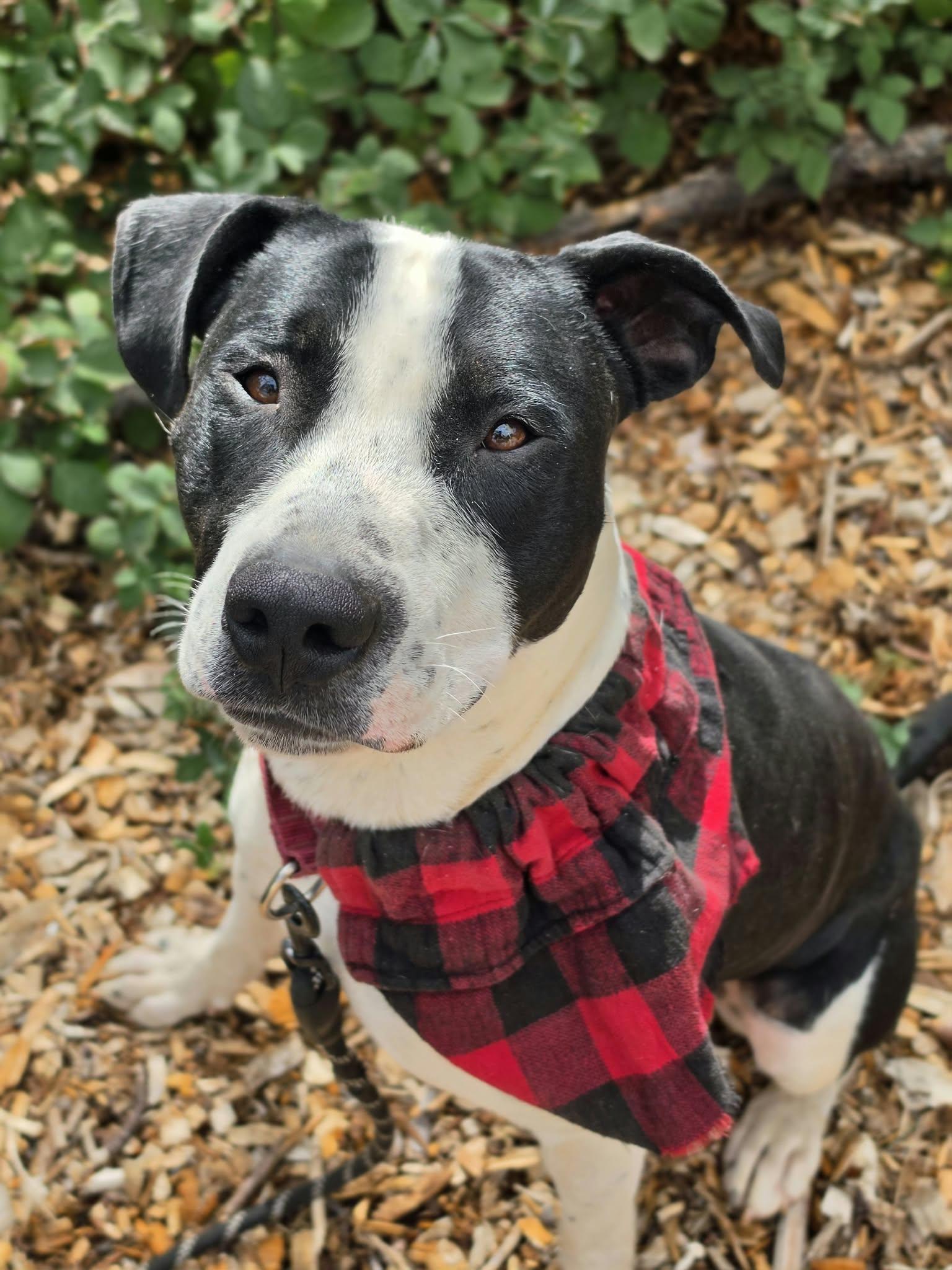 Enlarge Boogie, a Adoptable mixed breed in Grants Pass, OR image 5/6