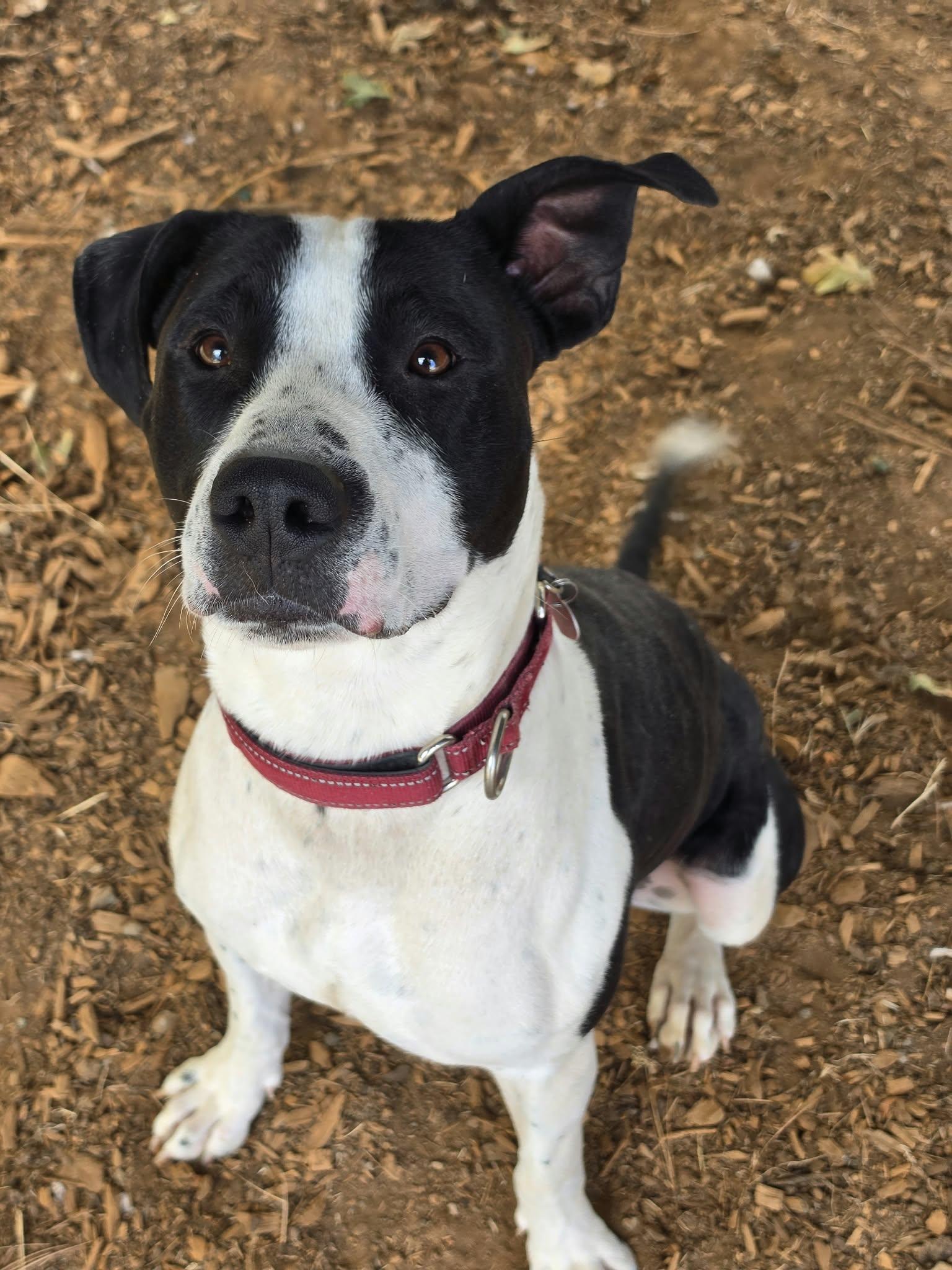 Enlarge Boogie, a Adoptable mixed breed in Grants Pass, OR image 3/6