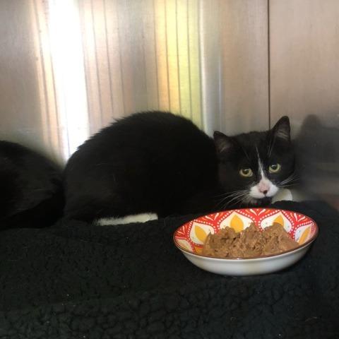 Midnight, Adoptable, Young Male Domestic Medium Hair.