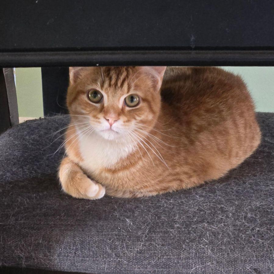 Enlarge Carrot - a gentle soul, a ADOPTABLE Domestic Short Hair in Barrington, IL image 6/6