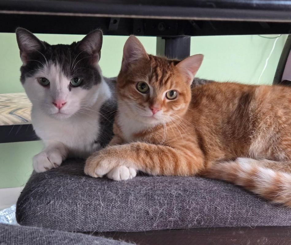 Enlarge Carrot - a gentle soul, a ADOPTABLE Domestic Short Hair in Barrington, IL image 4/6