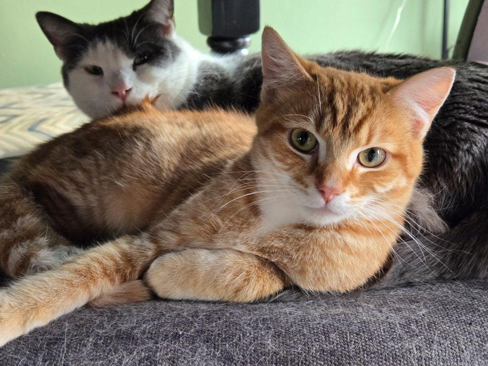 Enlarge Carrot - a gentle soul, a ADOPTABLE Domestic Short Hair in Barrington, IL image 3/6