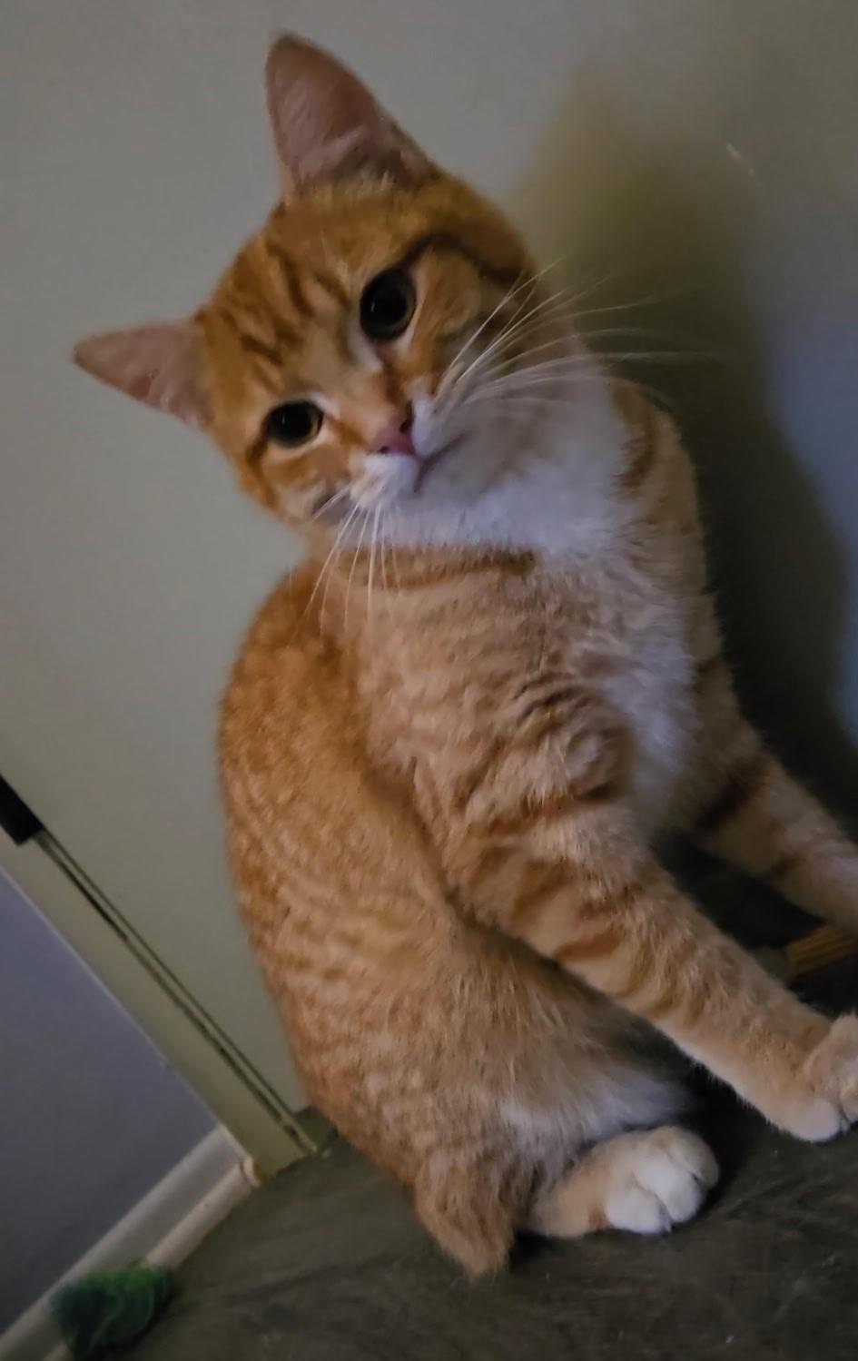 Enlarge Carrot - a gentle soul, a ADOPTABLE Domestic Short Hair in Barrington, IL image 2/6