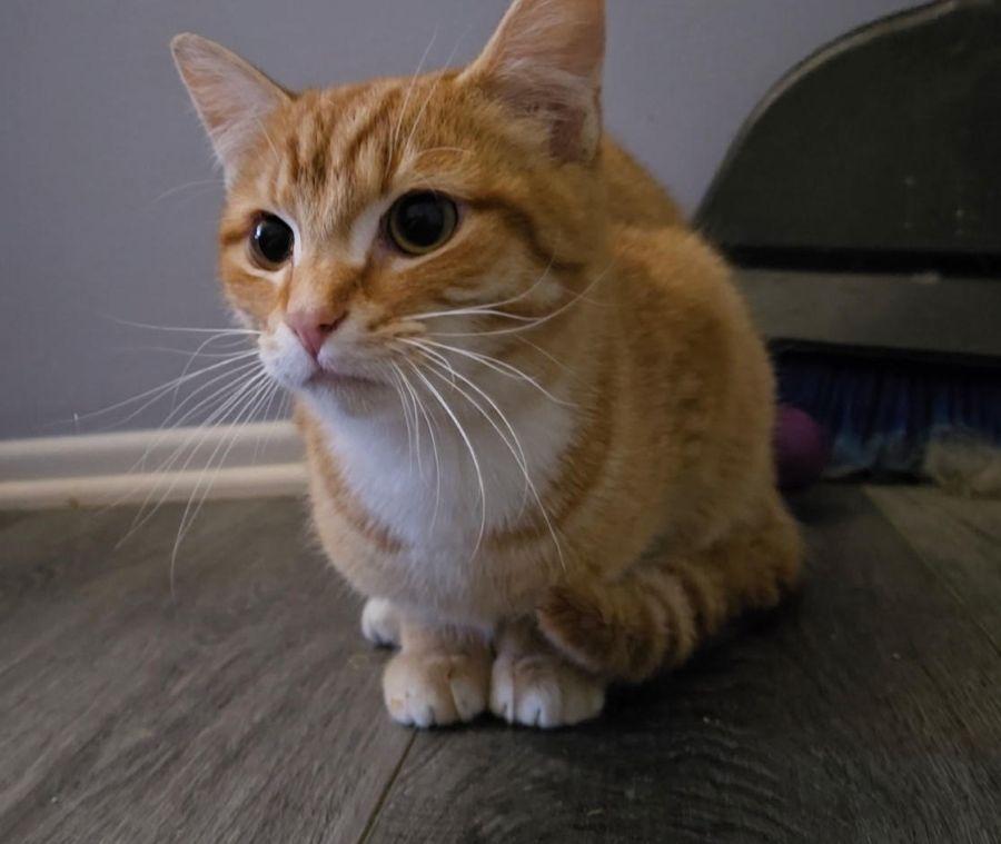 Enlarge Carrot - a gentle soul, a ADOPTABLE Domestic Short Hair in Barrington, IL image 5/6