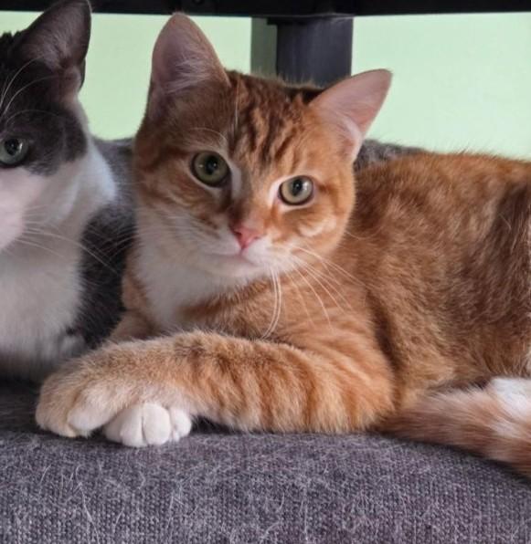 Enlarge Carrot - a gentle soul, a ADOPTABLE Domestic Short Hair in Barrington, IL image 1/6