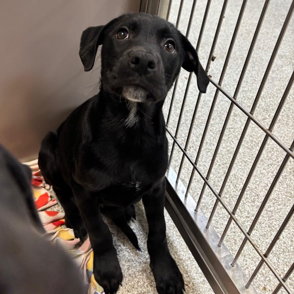 Teapot, Adoptable, Puppy Male Mixed Breed.