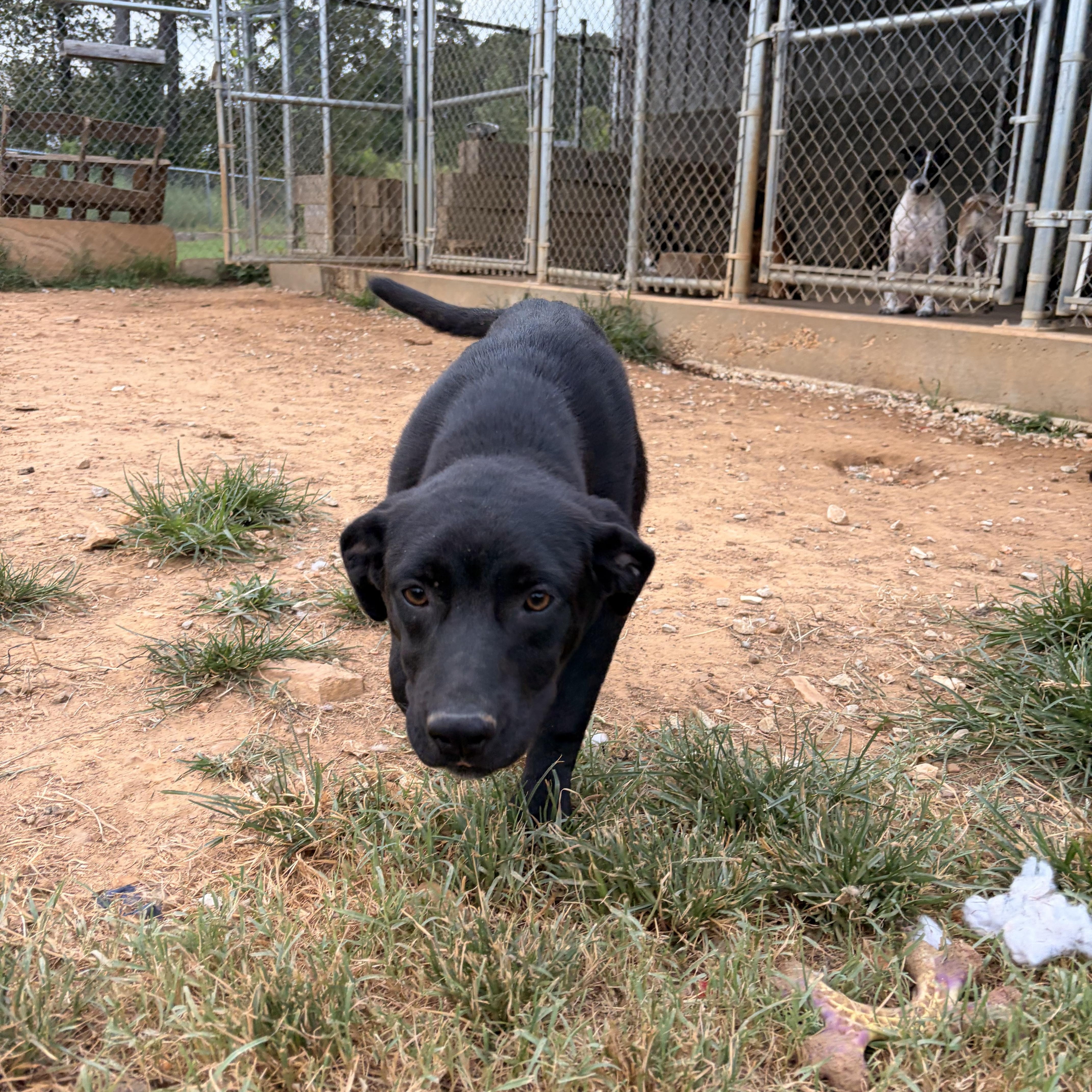 Dolly, Adoptable, Young Female Black Labrador Retriever.