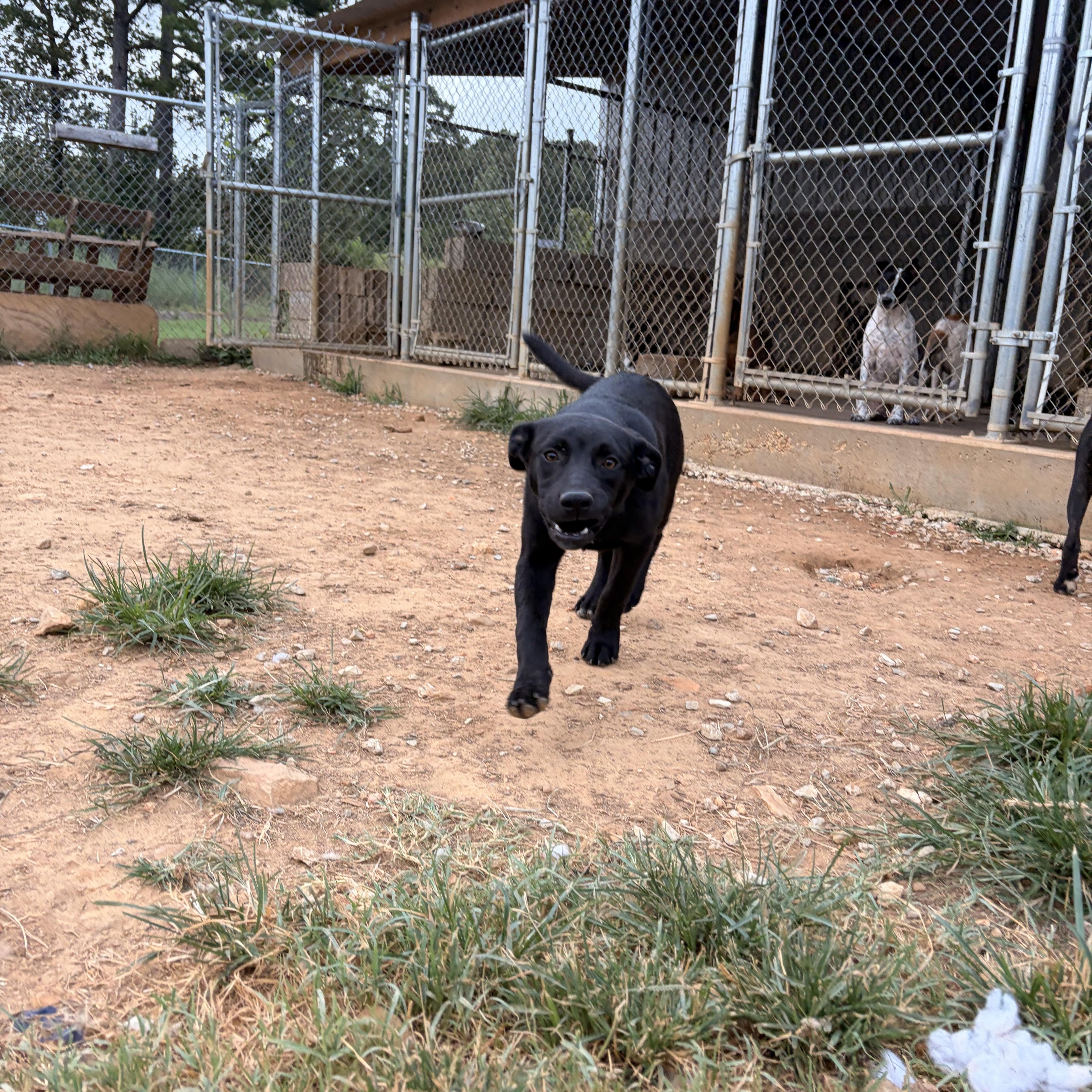 Enlarge Dolly, a Adoptable mixed breed in Melbourne, AR image 2/3