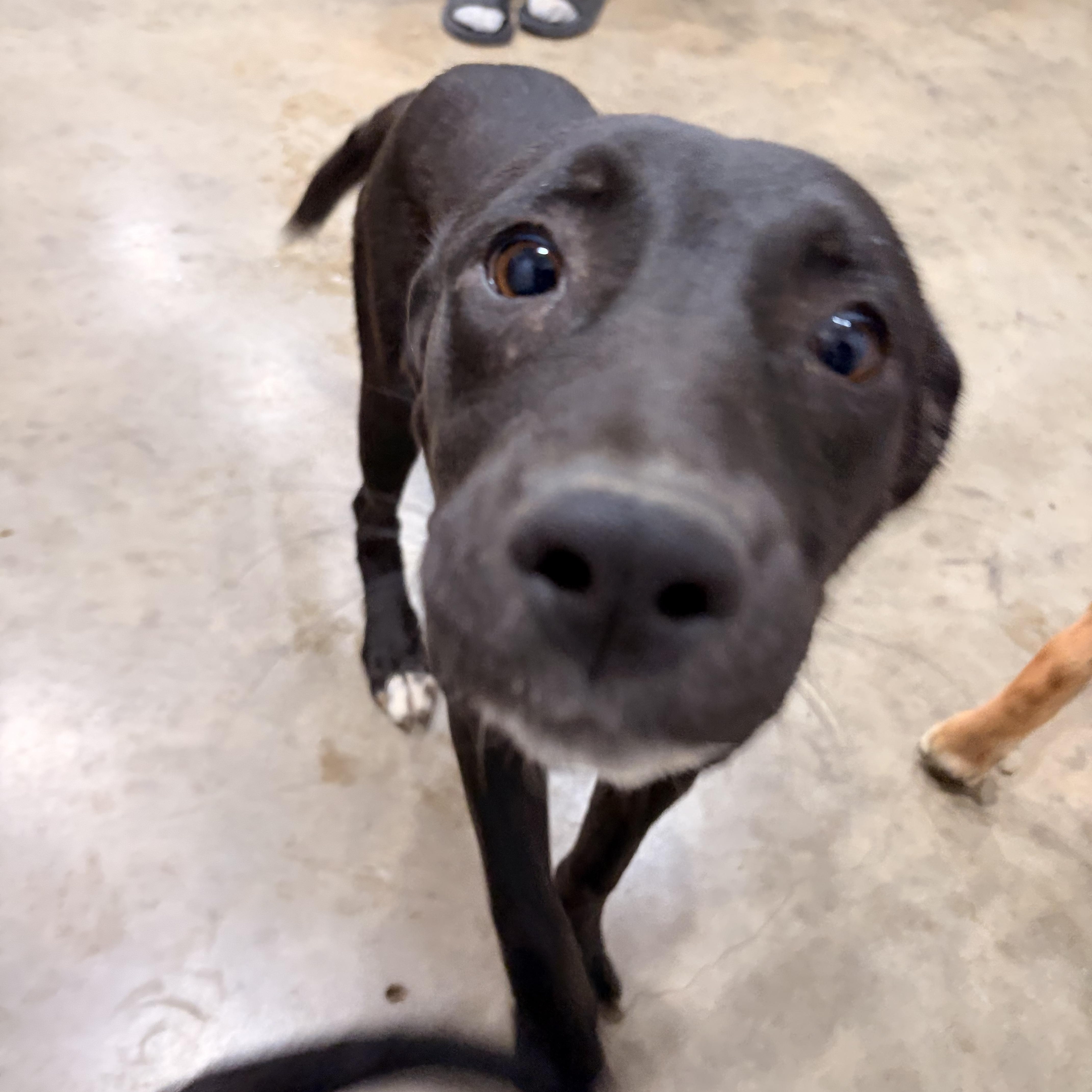 Enlarge Dolly, a Adoptable mixed breed in Melbourne, AR image 3/3