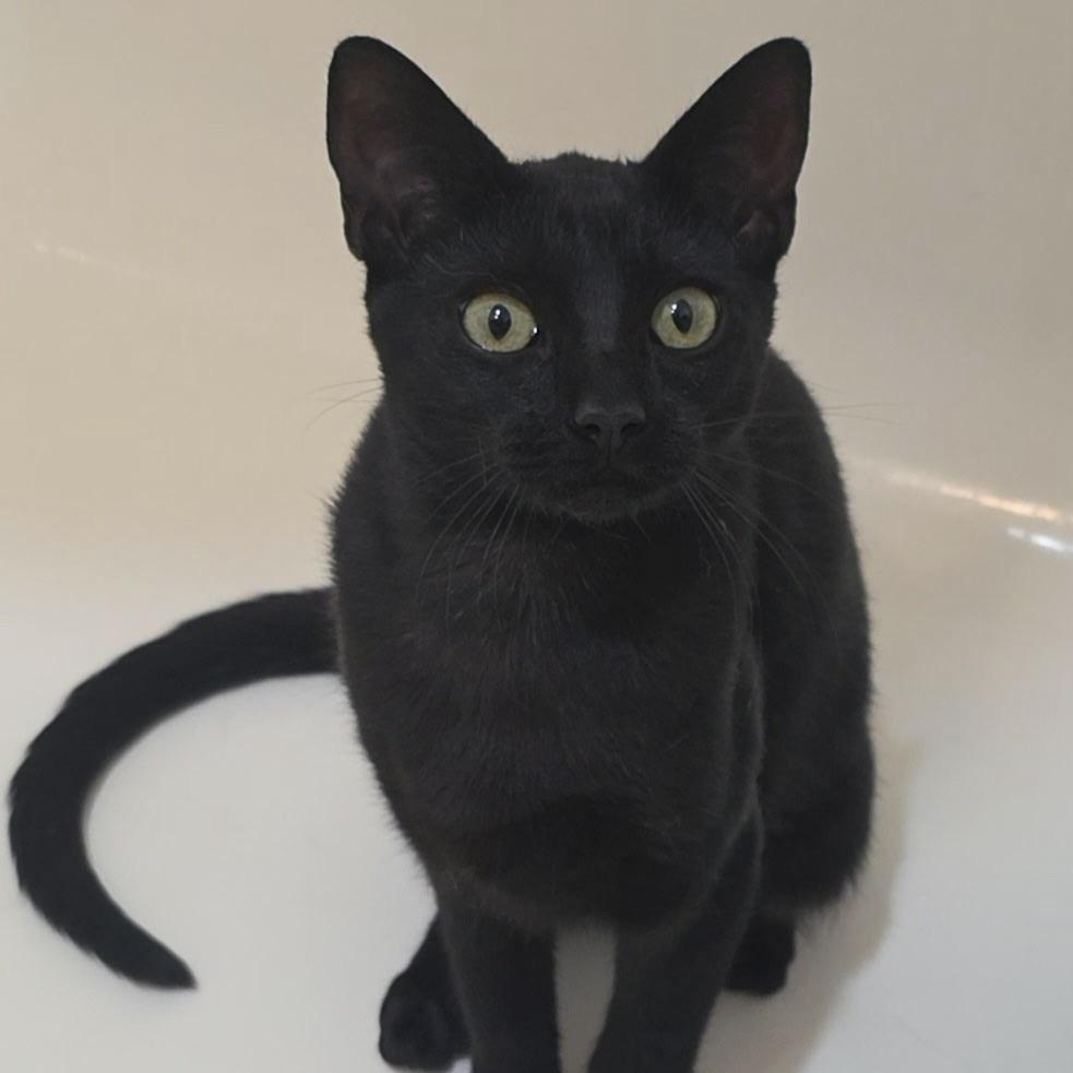 Enlarge Olivia, a Adopted Domestic Short Hair in Huntington Beach, CA image 3/4